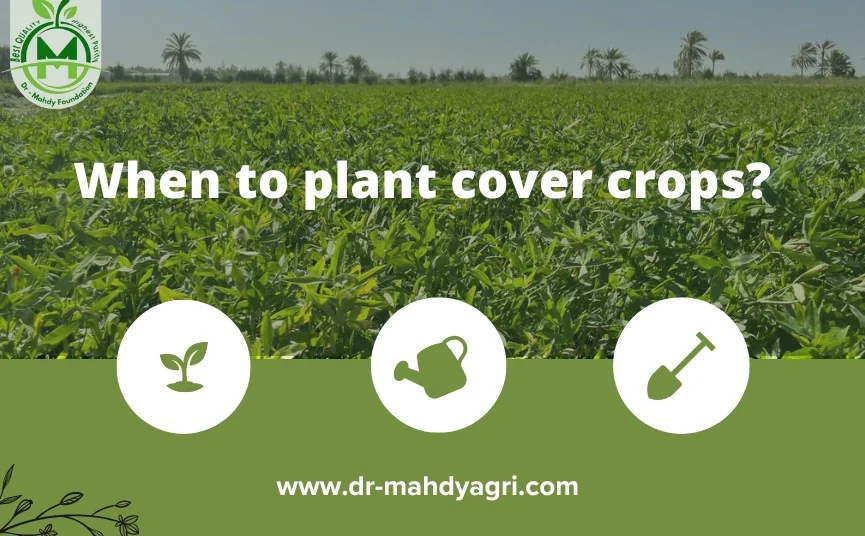 when to plant cover crops